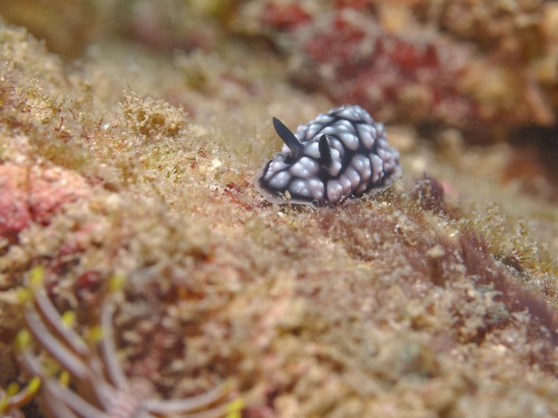 Wart slug, Air Wall